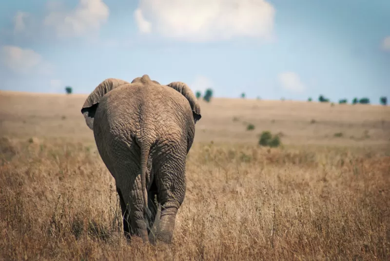 7-Day Botswana Safari Adventure
