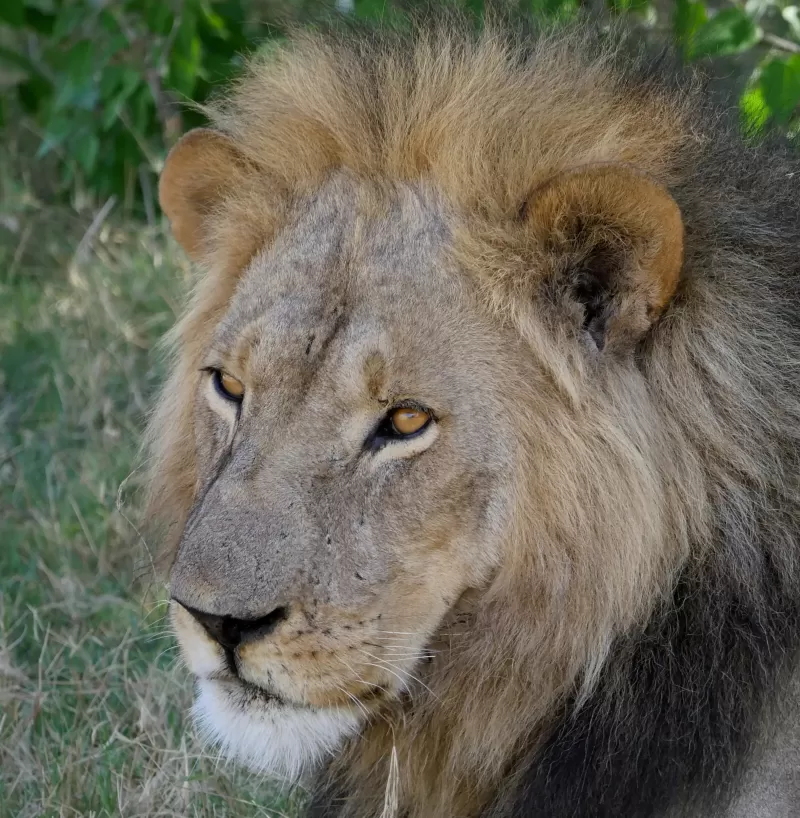 7-Day Tremisana Lodge - Kruger Park Safari gallery image