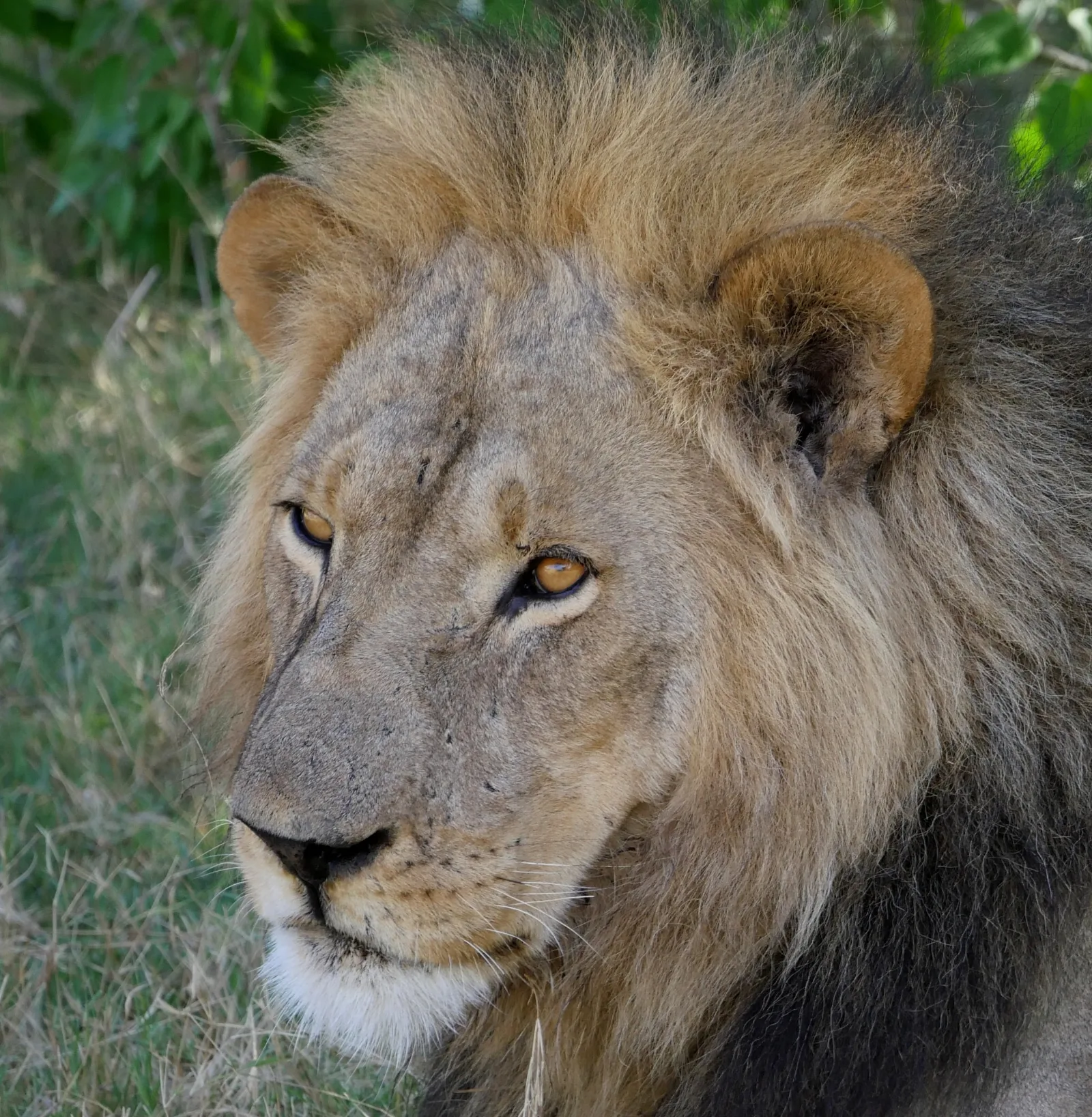 7-Day Victoria Falls, Chobe Safari & Okavango Delta gallery image