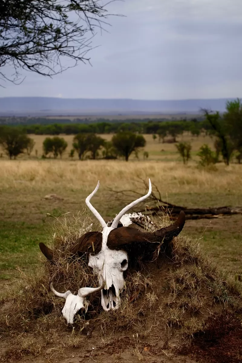 7-Day Victoria Falls, Chobe & Hwange Safari gallery image