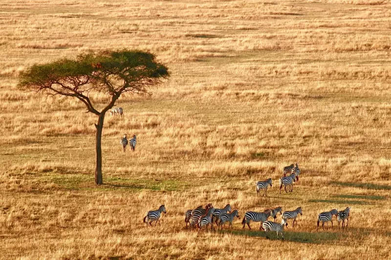 7-Day Victoria Falls, Chobe, and Hwange Camping Tour gallery image