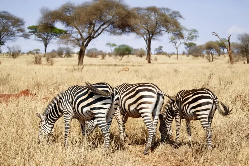 7-Day Victoria Falls, Chobe, and Hwange Camping Tour gallery image