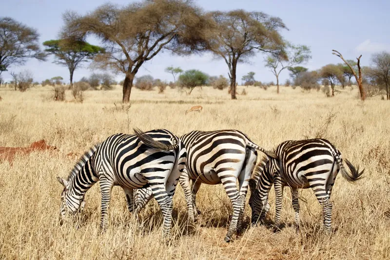 4-Day Mid-Range Lodge Tarangire, Serengeti & Ngorongoro - Tanzania safari gallery image