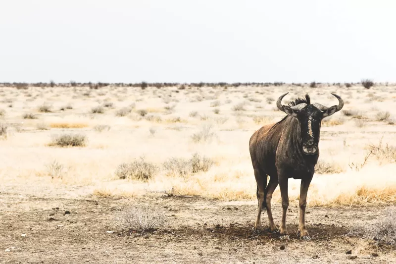 5-Day From Addis Ababa Northern Ethiopia with Flights gallery image