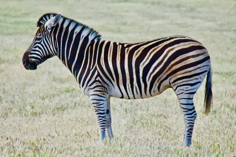 7-Day Kruger Untamed & Train on the Bridge Fly-in Safari gallery image