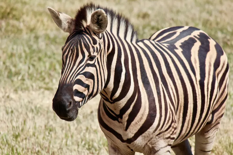 2-Day Tsavo East & Taita Hills (Saltlick Safarilodge) - Kenya safaris gallery image