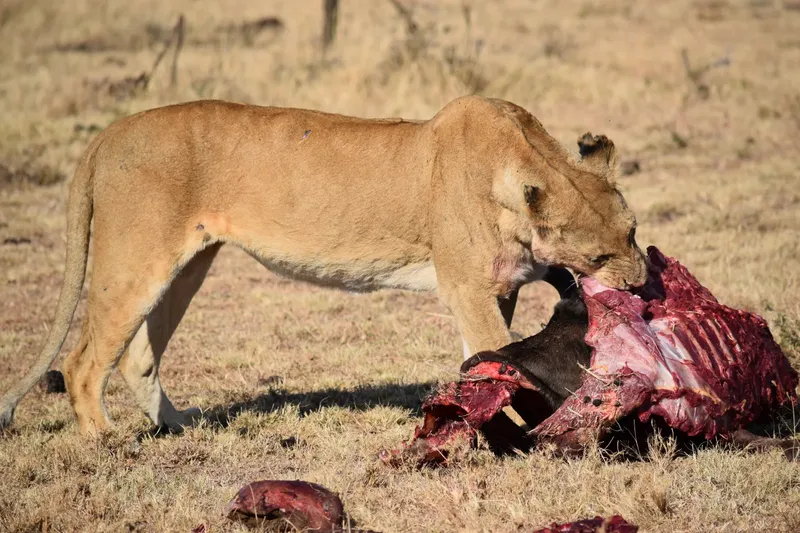1-Day Bora Bora Wildlife and Kongo River Adventure - Kenya safaris gallery image