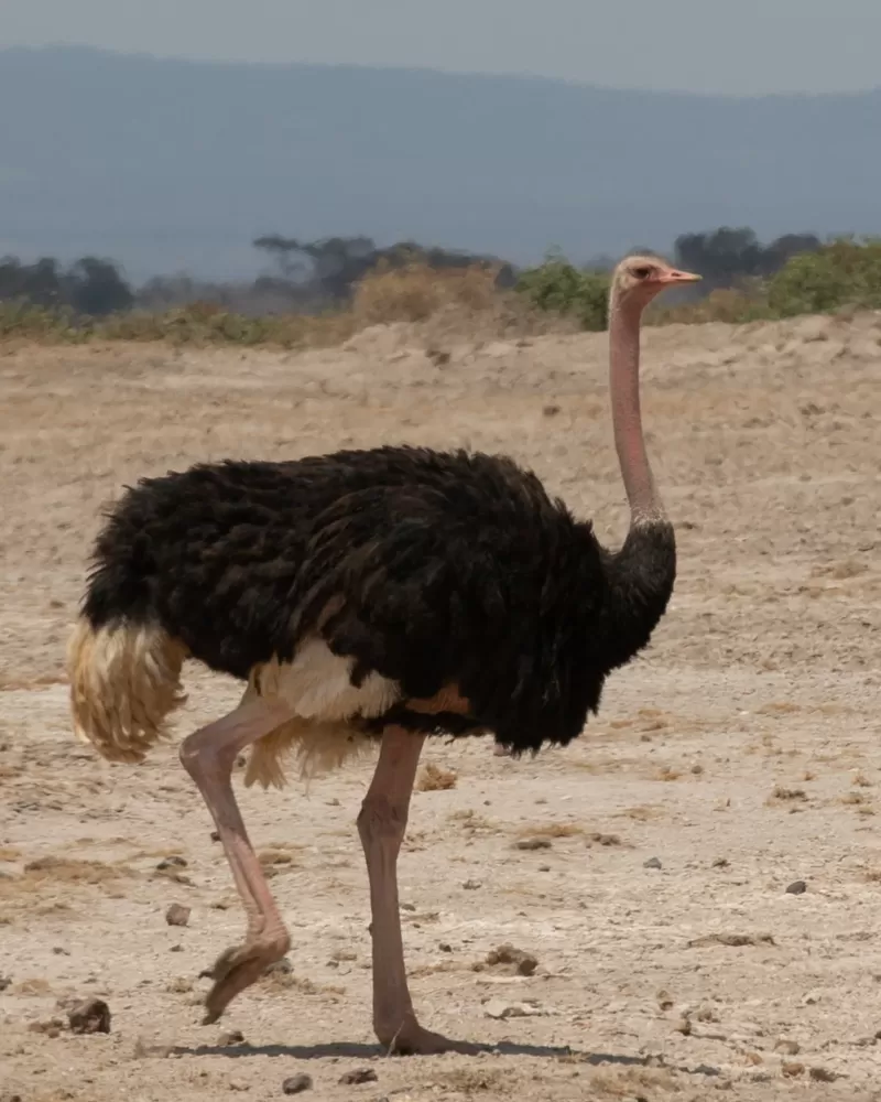 5-Day Omo Valley Cultural Tour from Arbaminch to Jinka gallery image