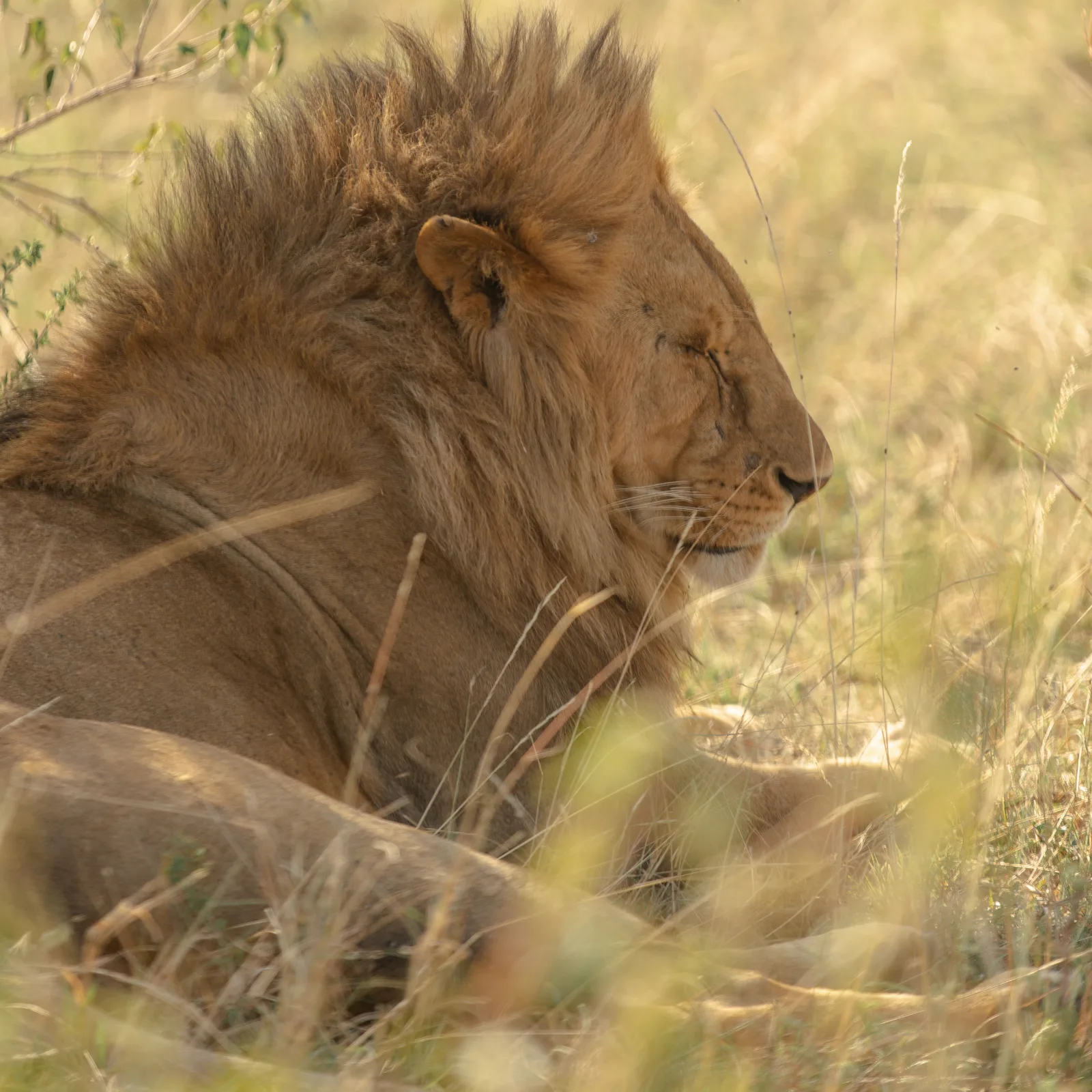 7-Day Kruger Untamed & Train on the Bridge Fly-in Safari gallery image