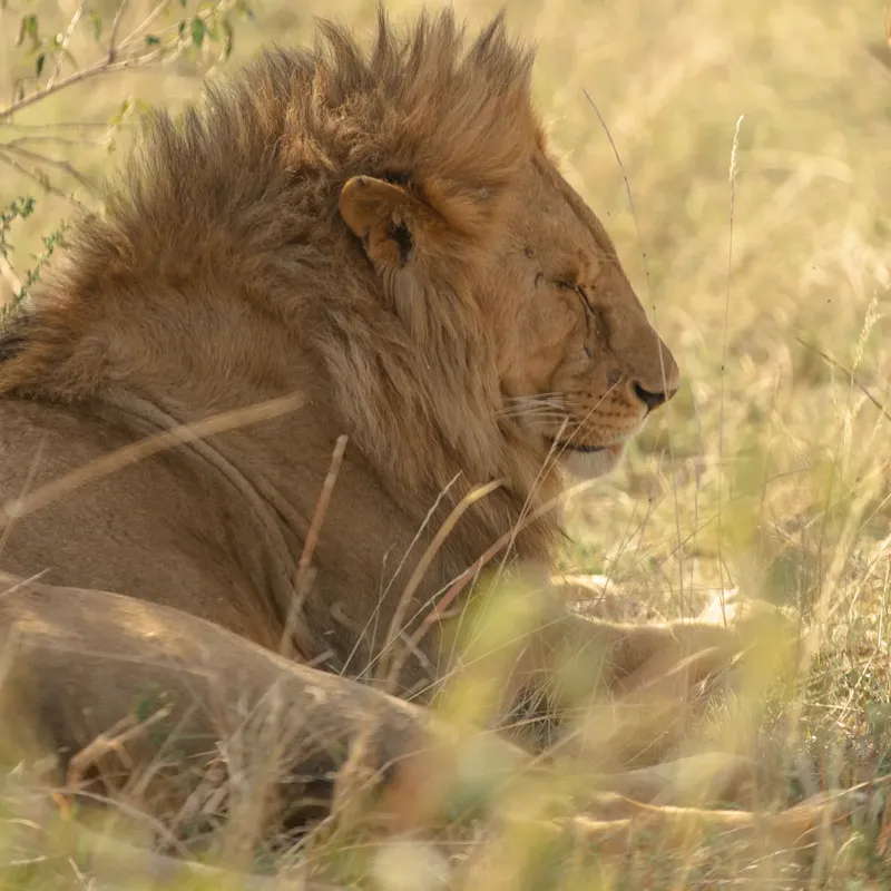 1-Day Bora Bora Wildlife and Kongo River Adventure - Kenya safaris gallery image