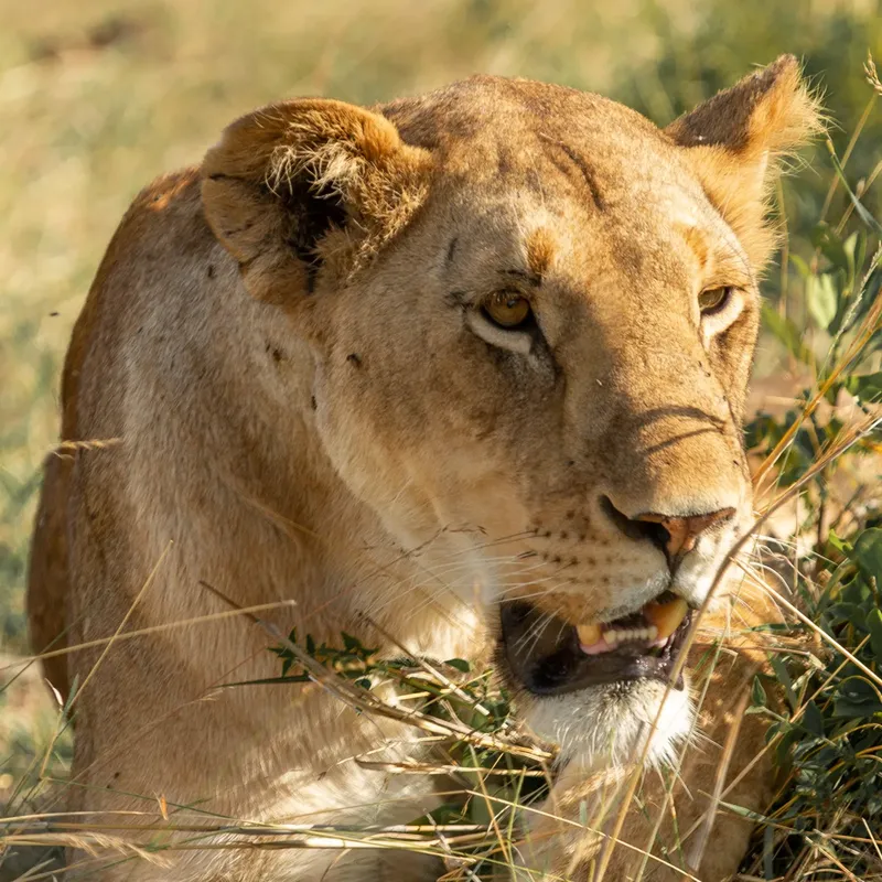2-Day Tsavo East & Taita Hills (Saltlick Safarilodge) - Kenya safaris gallery image