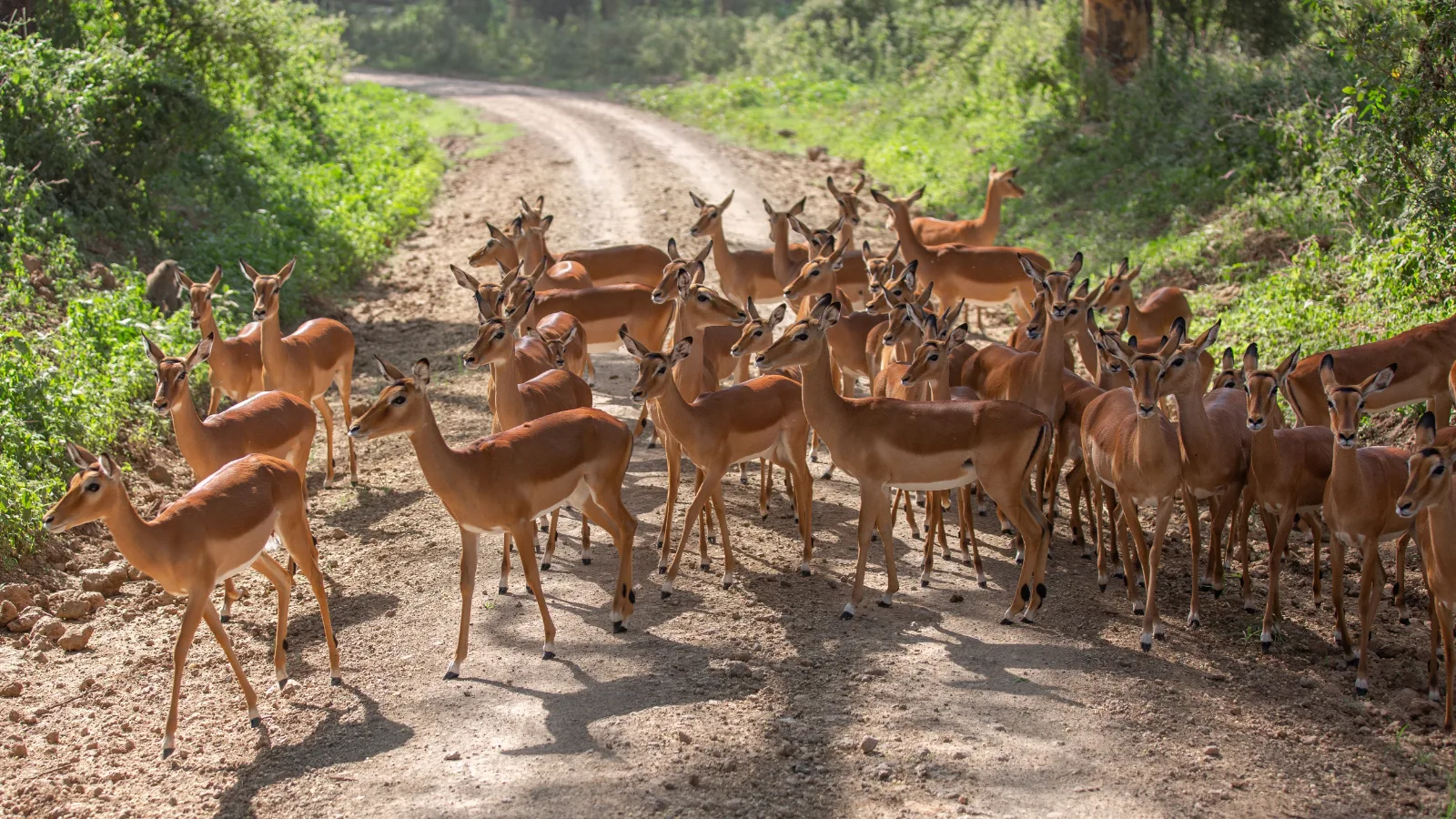 7-Day Discover Burundi gallery image