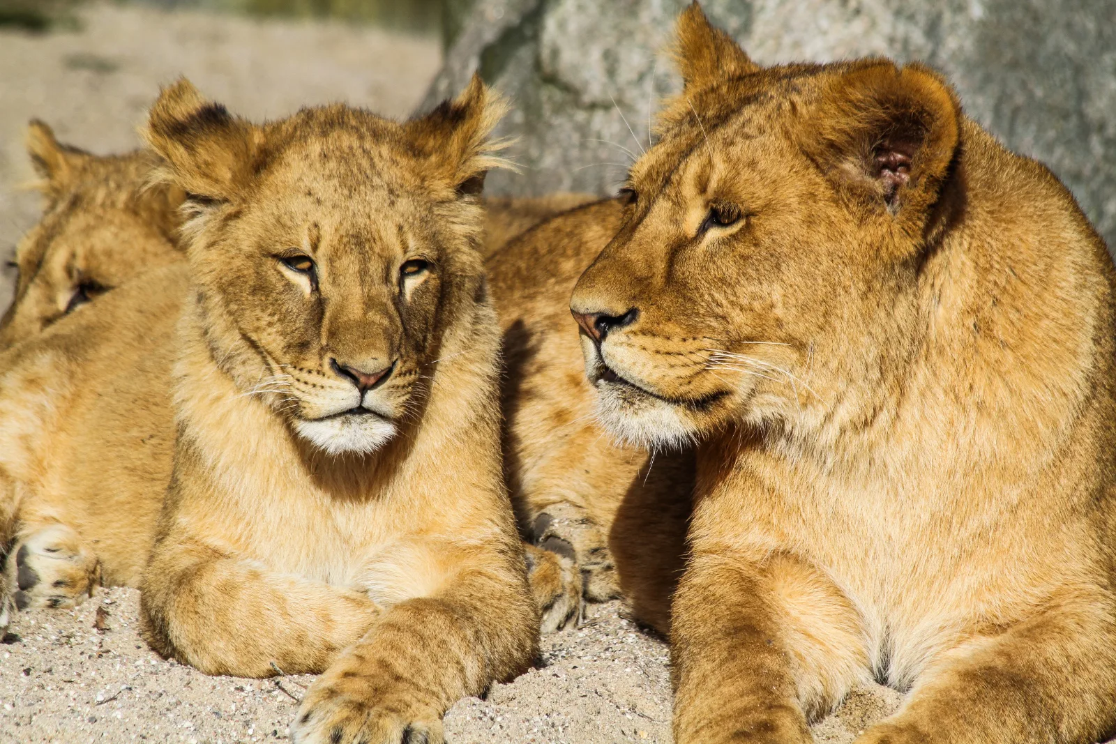 7-Day Big5 Sabi Sand Greater Kruger & Phinda Reserve gallery image
