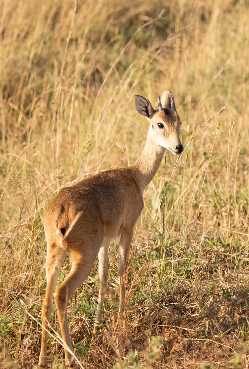 5-Day Harar and Awash National Park gallery image