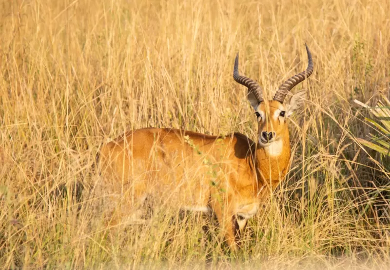 7-Day Luxury Kapama Kruger & Safari Club Victoria Falls gallery image