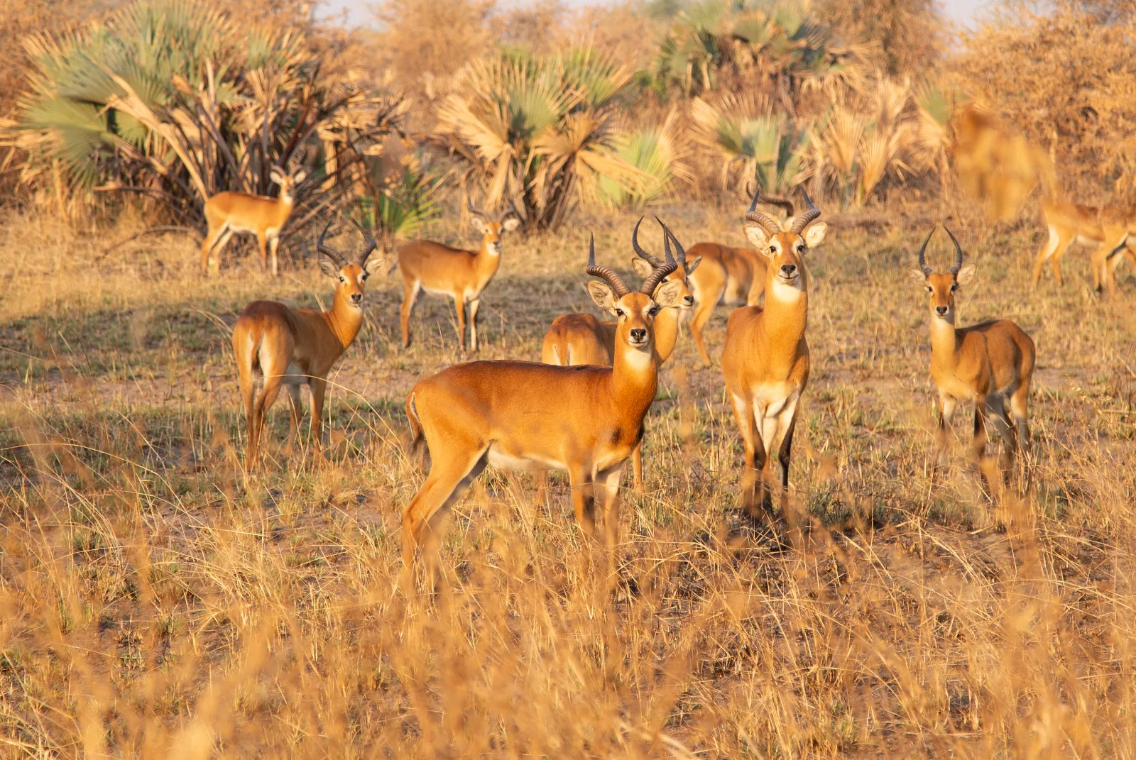 7-Day Big5 Sabi Sand Greater Kruger & Phinda Reserve gallery image