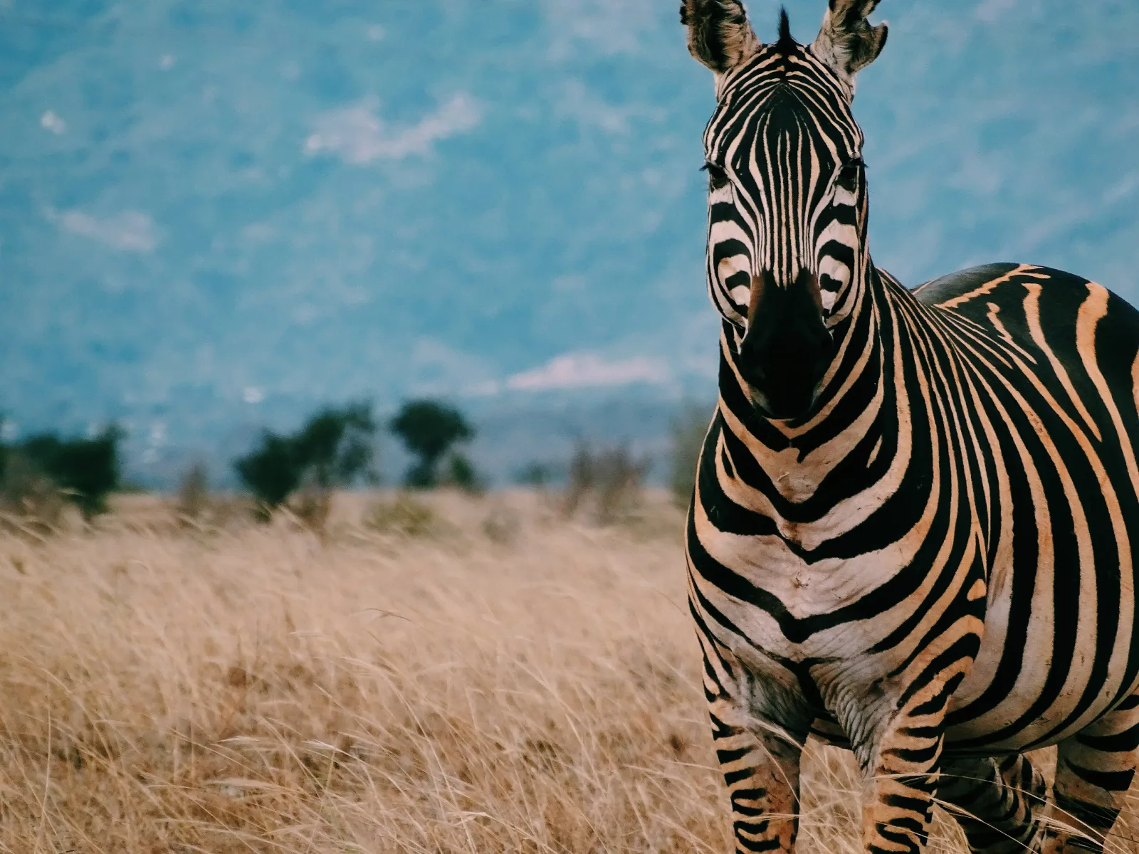 5-Day Harar and Awash National Park gallery image