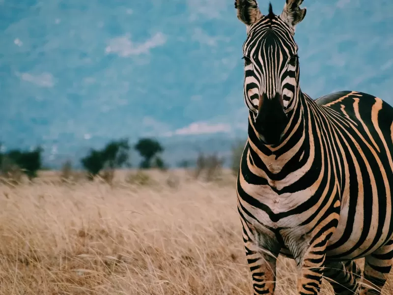 5-Day Harar and Awash National Park gallery image