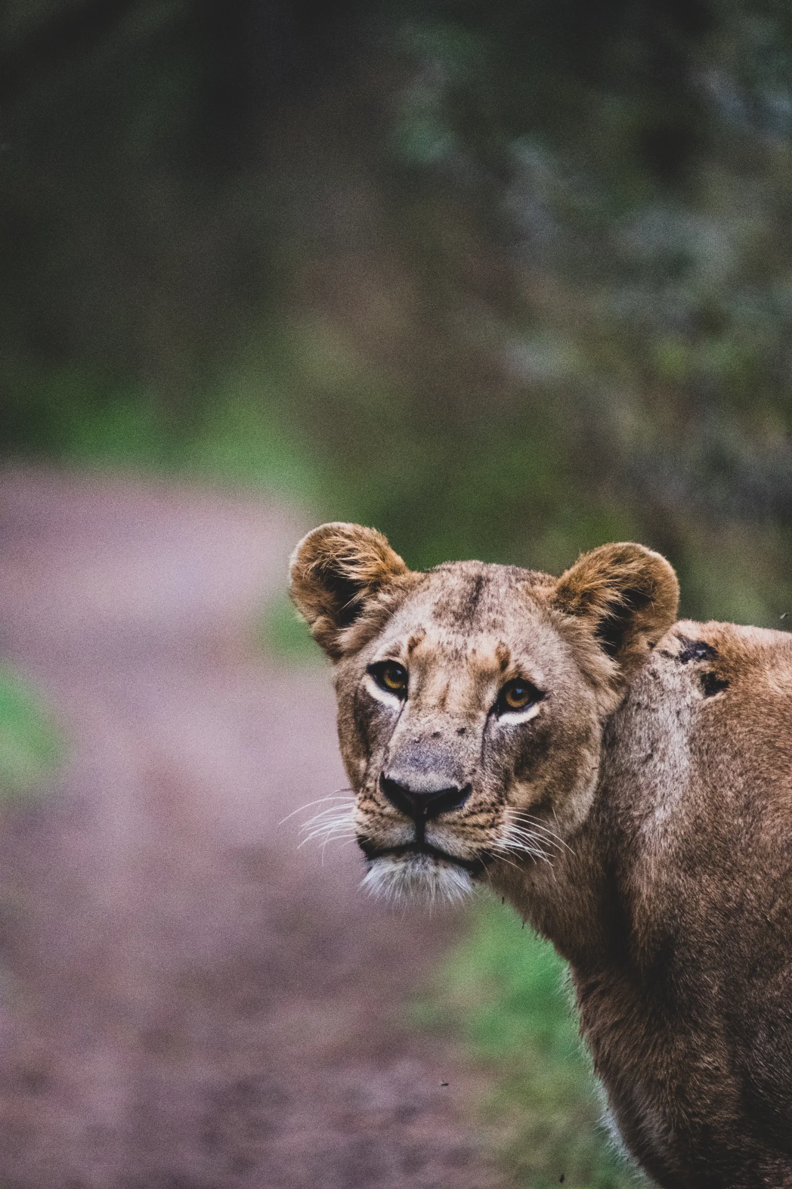 7-Day Big5 Sabi Sand Greater Kruger & Phinda Reserve gallery image