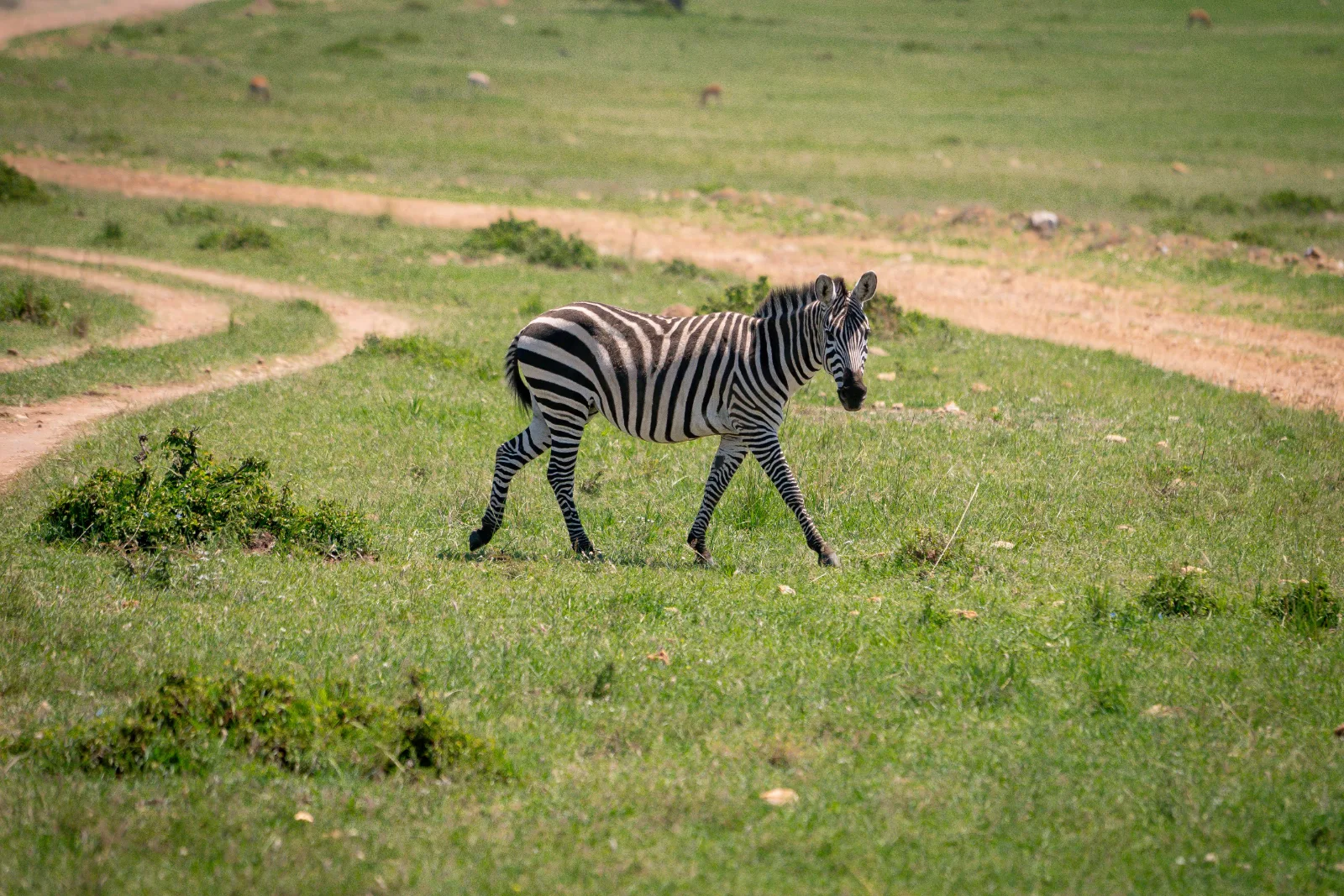 7-Day Kruger Park to Victoria Falls & Chobe Park gallery image