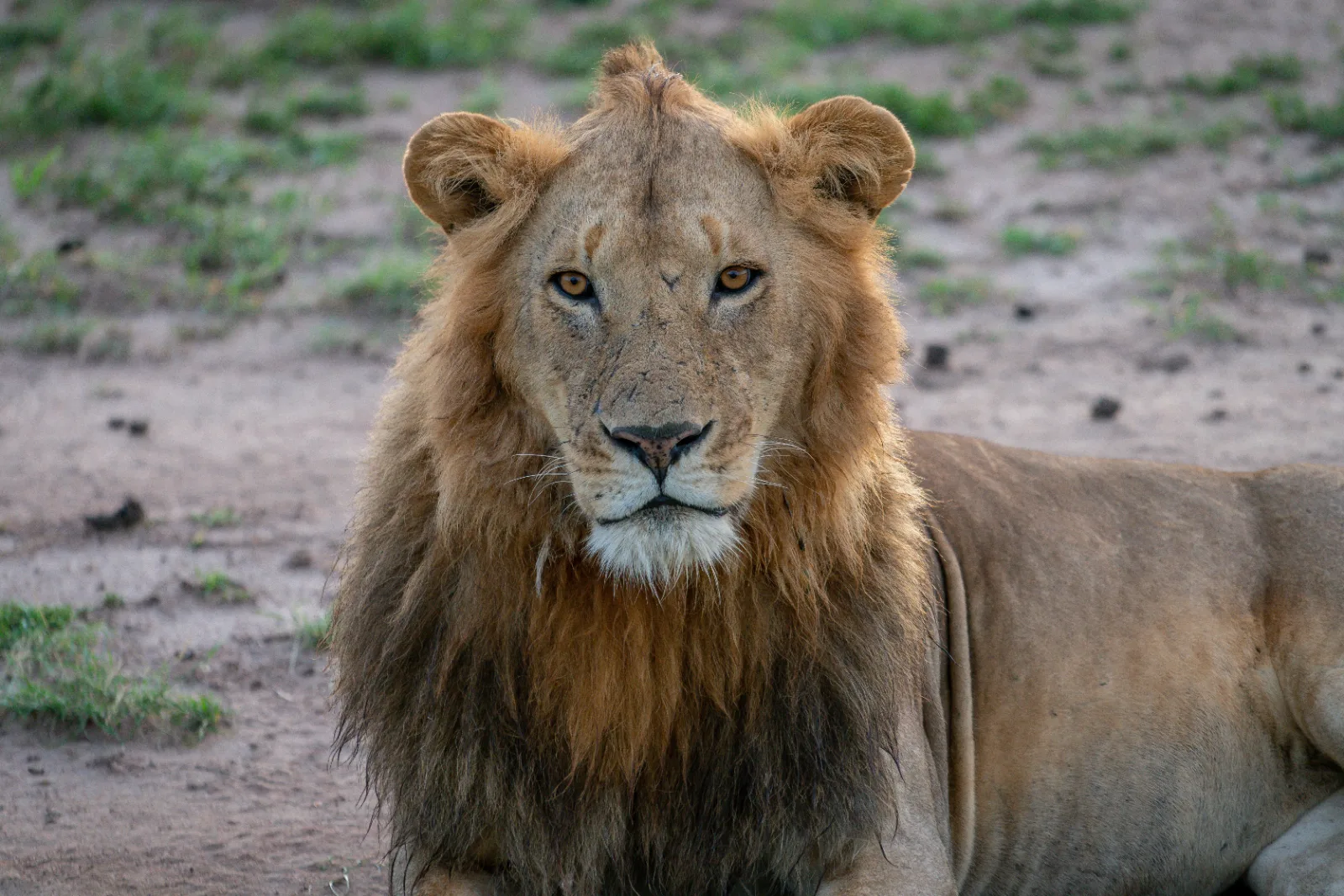 ½-Day Explore Nairobi National Park - Kenya safaris gallery image