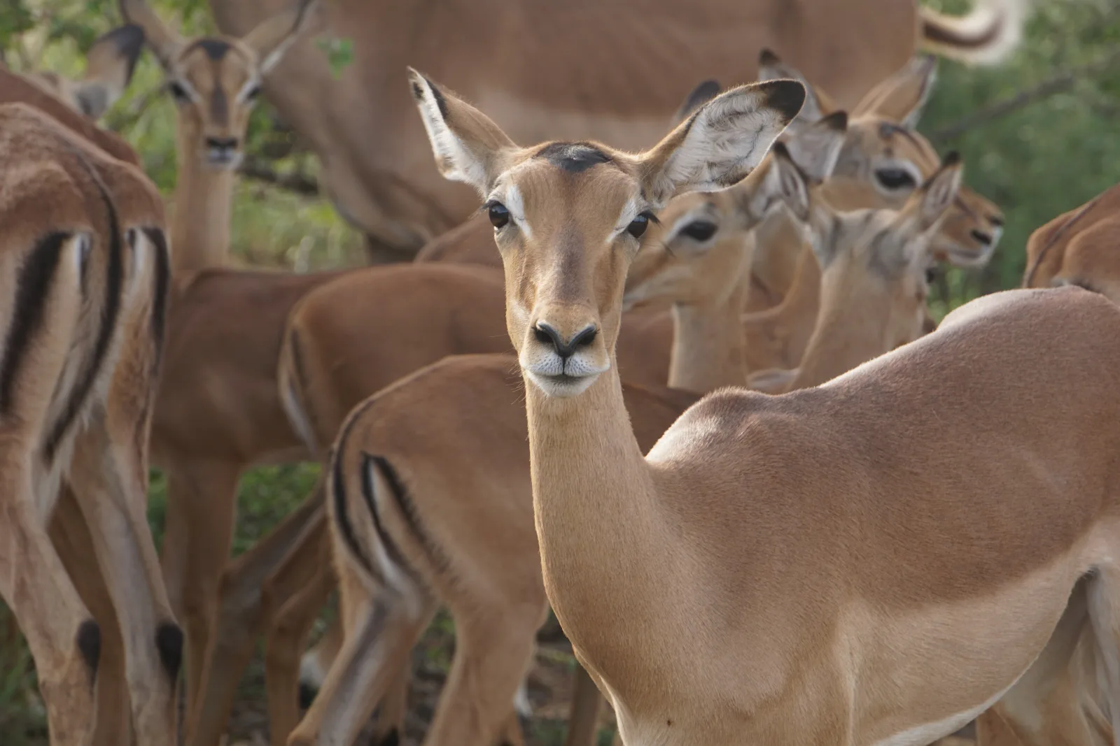 ½-Day Explore Nairobi National Park - Kenya safaris gallery image