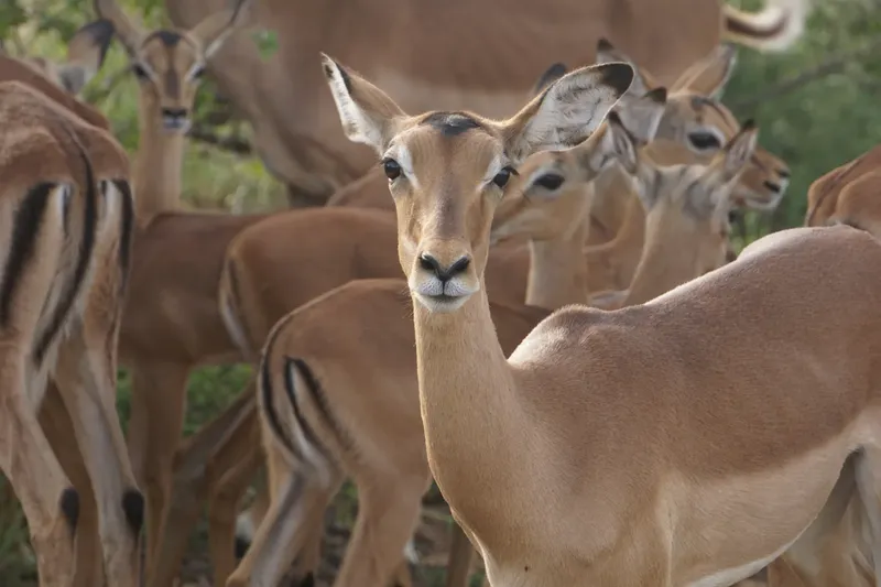 2-Day Maasai Mara Fly-in Safari - Kenya tours gallery image