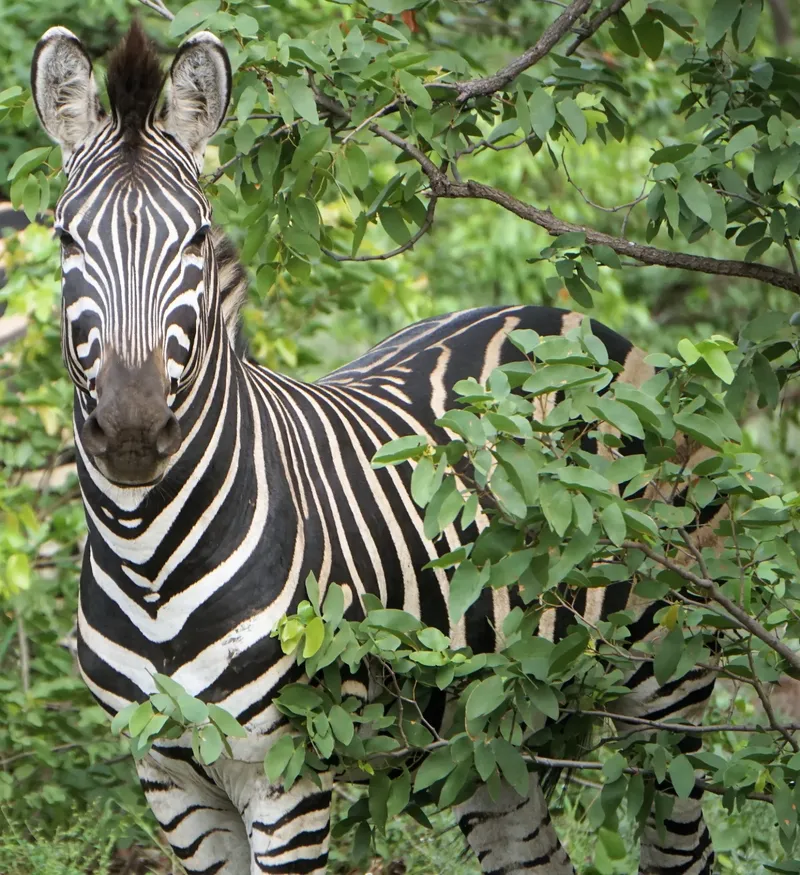 ½-Day Coffee Farm Plantation in Nairobi Tour Experience - Kenya safaris gallery image