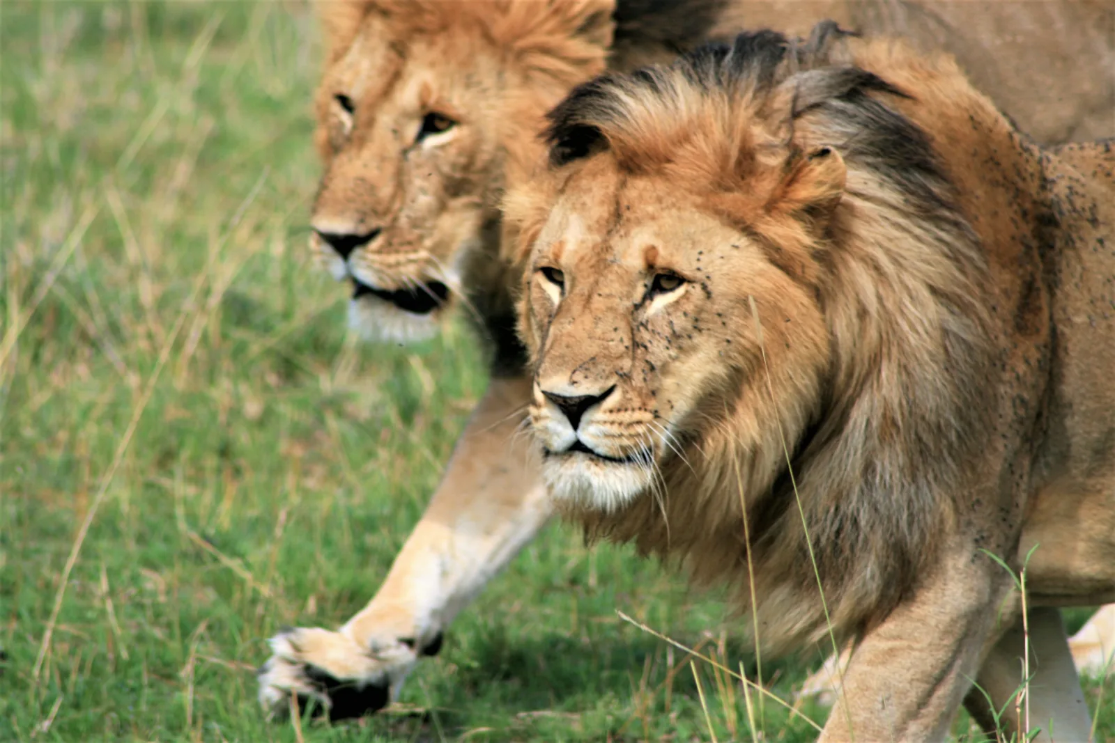 ½-Day Explore Nairobi National Park - Kenya safaris gallery image