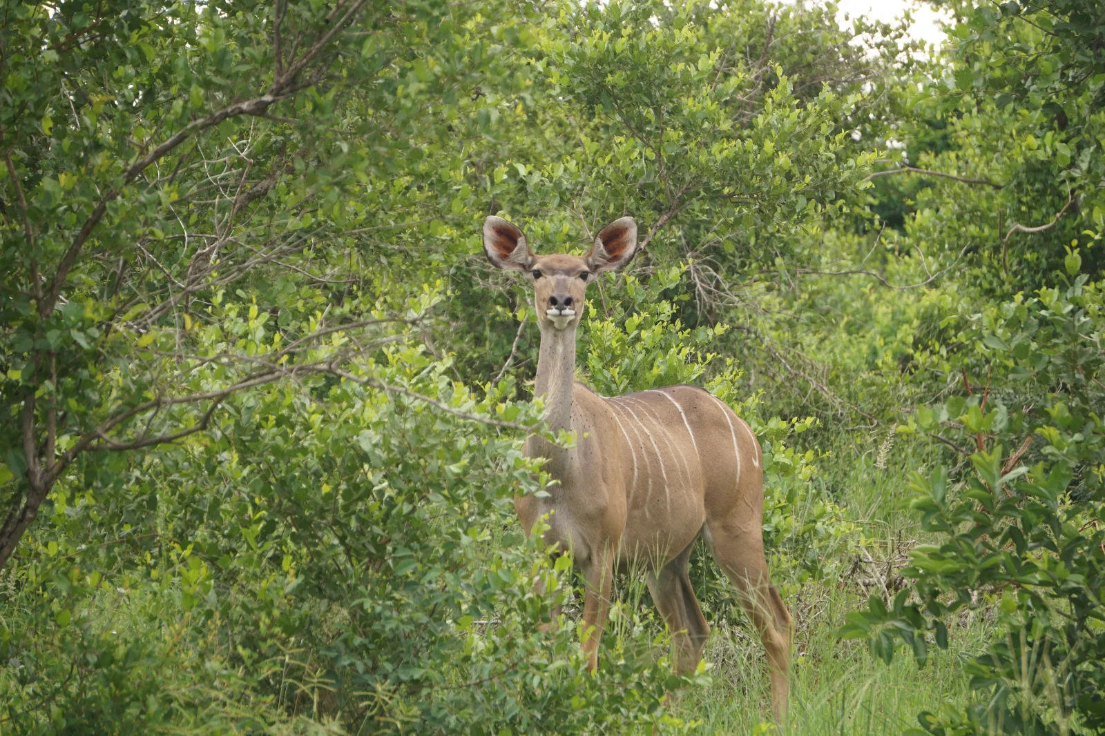 ½-Day Coffee Farm Plantation in Nairobi Tour Experience - Kenya safaris gallery image