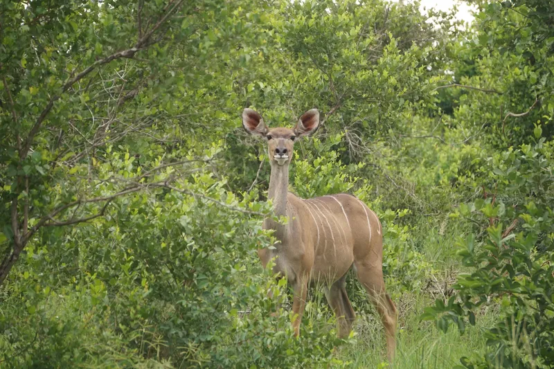 ½-Day Coffee Farm Plantation in Nairobi Tour Experience - Kenya safaris gallery image