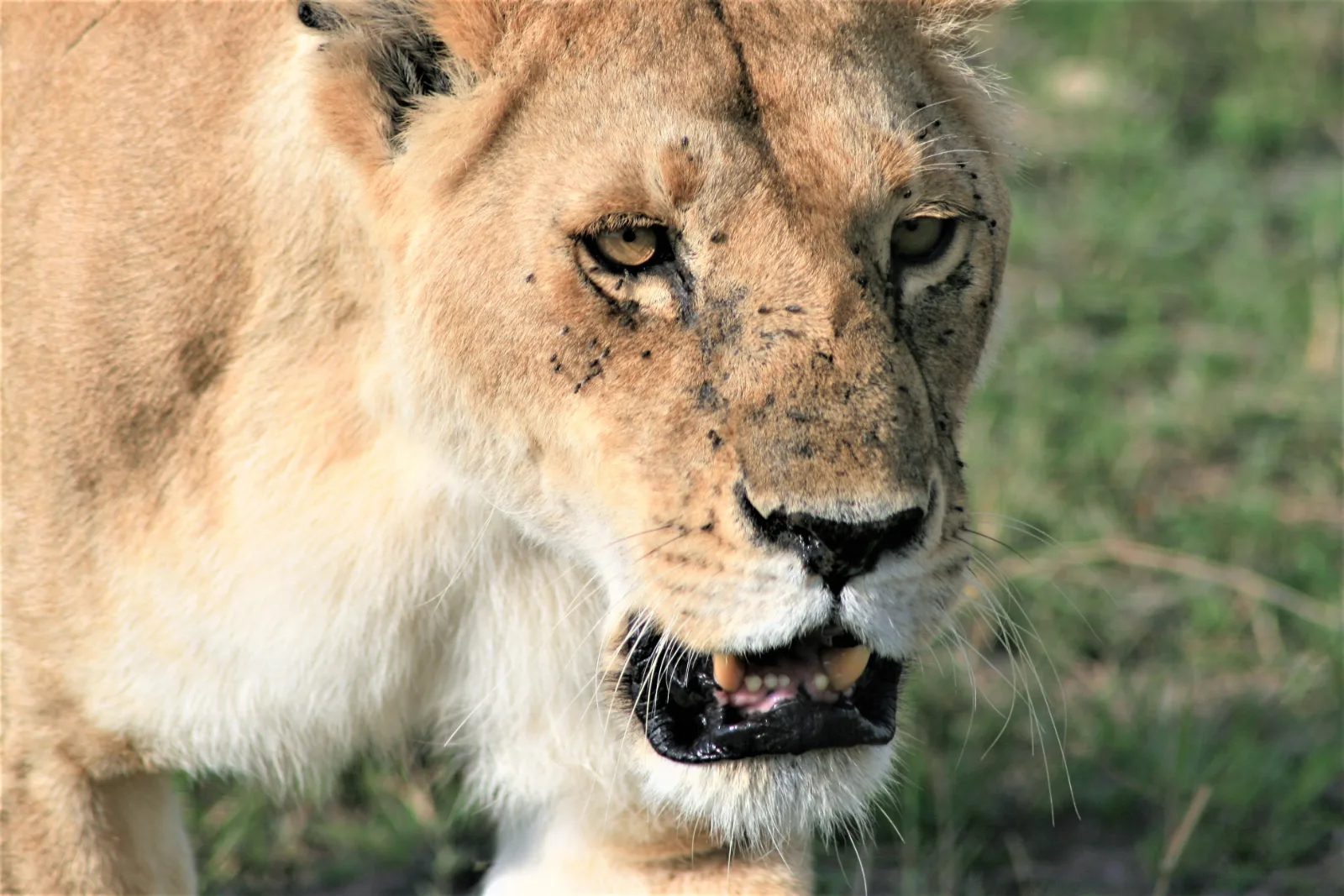 7-Day Kruger Park to Victoria Falls & Chobe Park gallery image