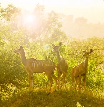 7-Day From River to Wilderness Classic Botswana Safari gallery image