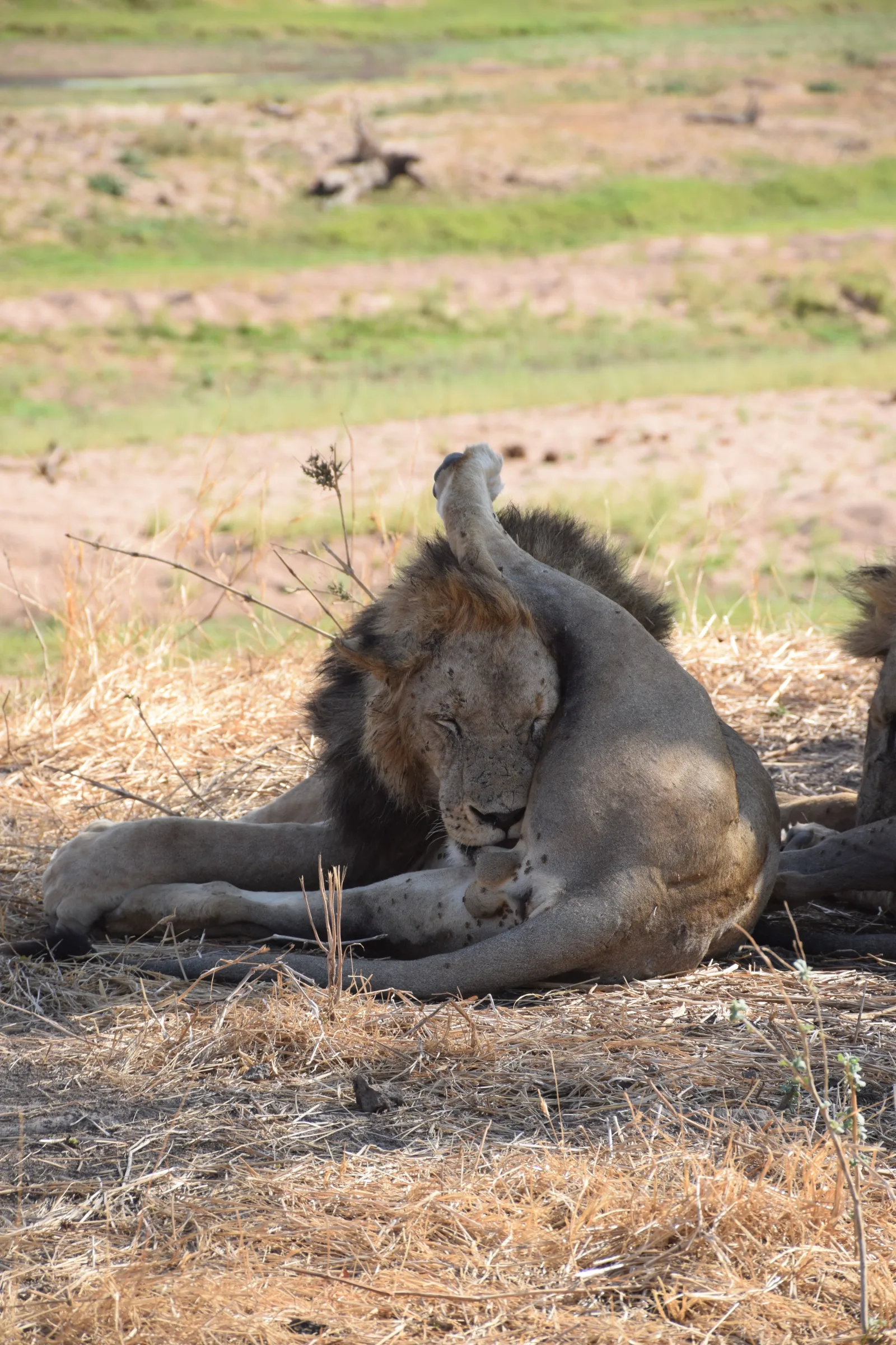 ½-Day Explore Nairobi National Park - Kenya safaris gallery image