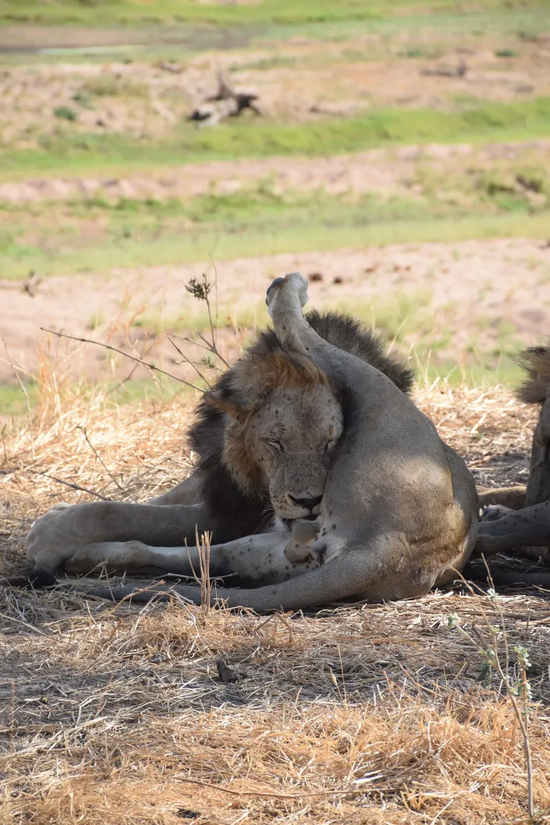 3-Day Shared Camping Safari from Zanzibar to Serengeti National Park & Ngorongoro Crater gallery image