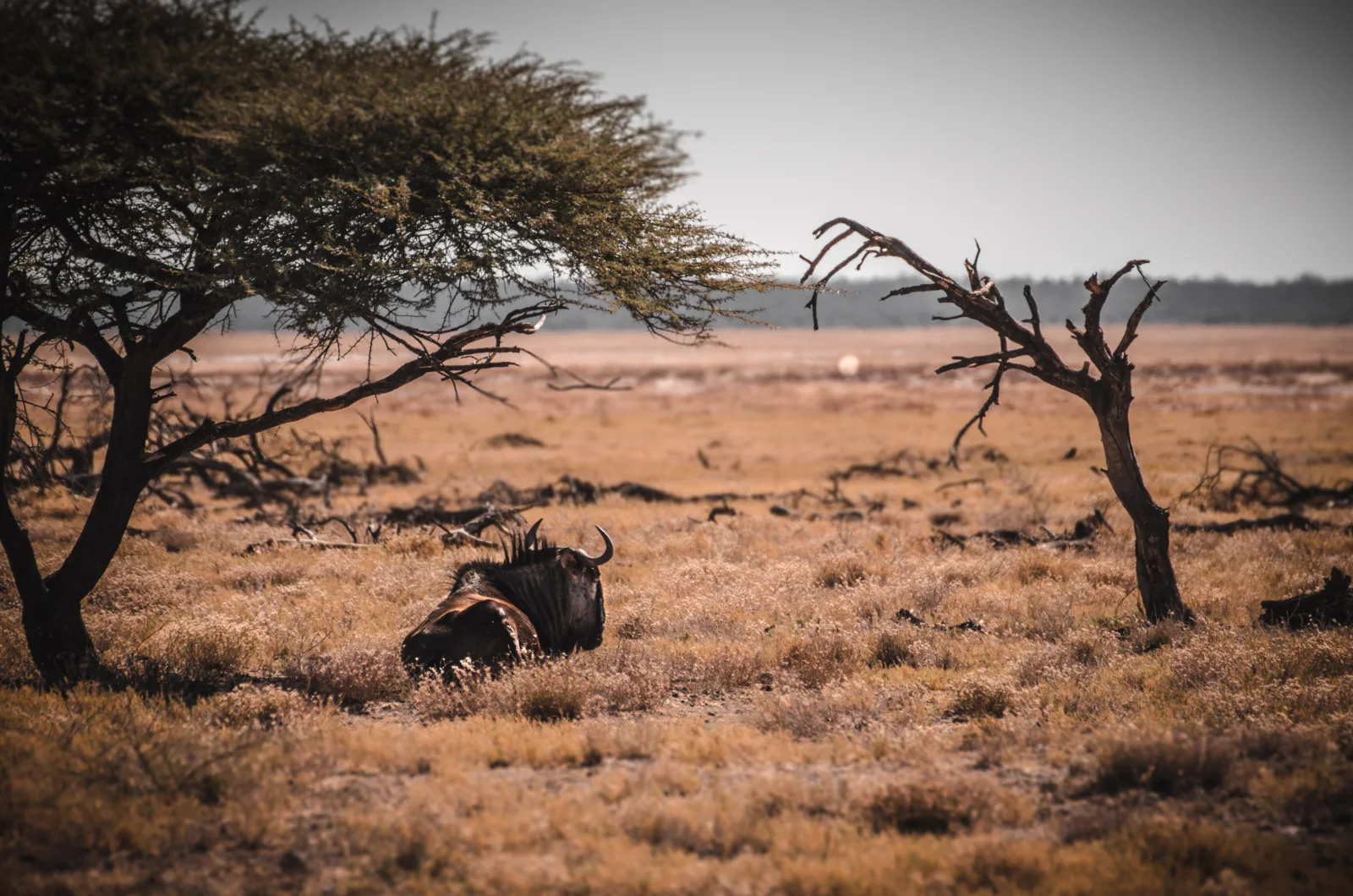 7-Day Kruger Park to Victoria Falls & Chobe Park gallery image