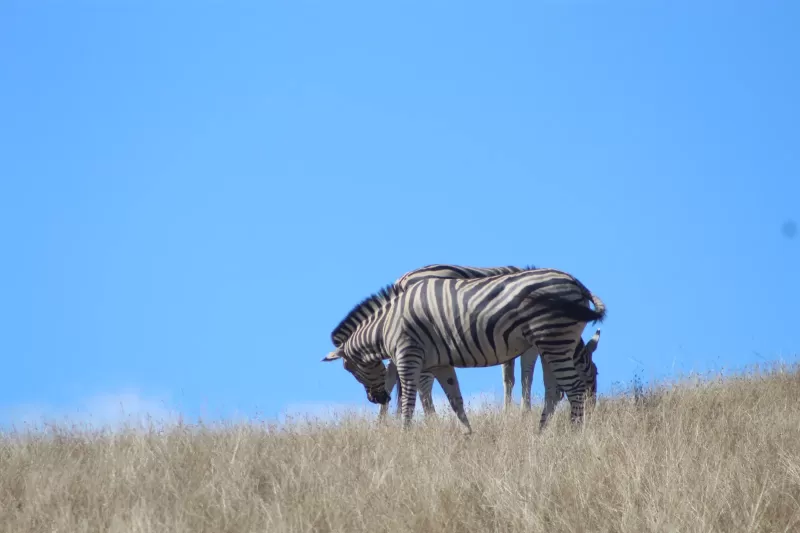 7-Day Luxury Kapama Kruger & Safari Club Victoria Falls gallery image