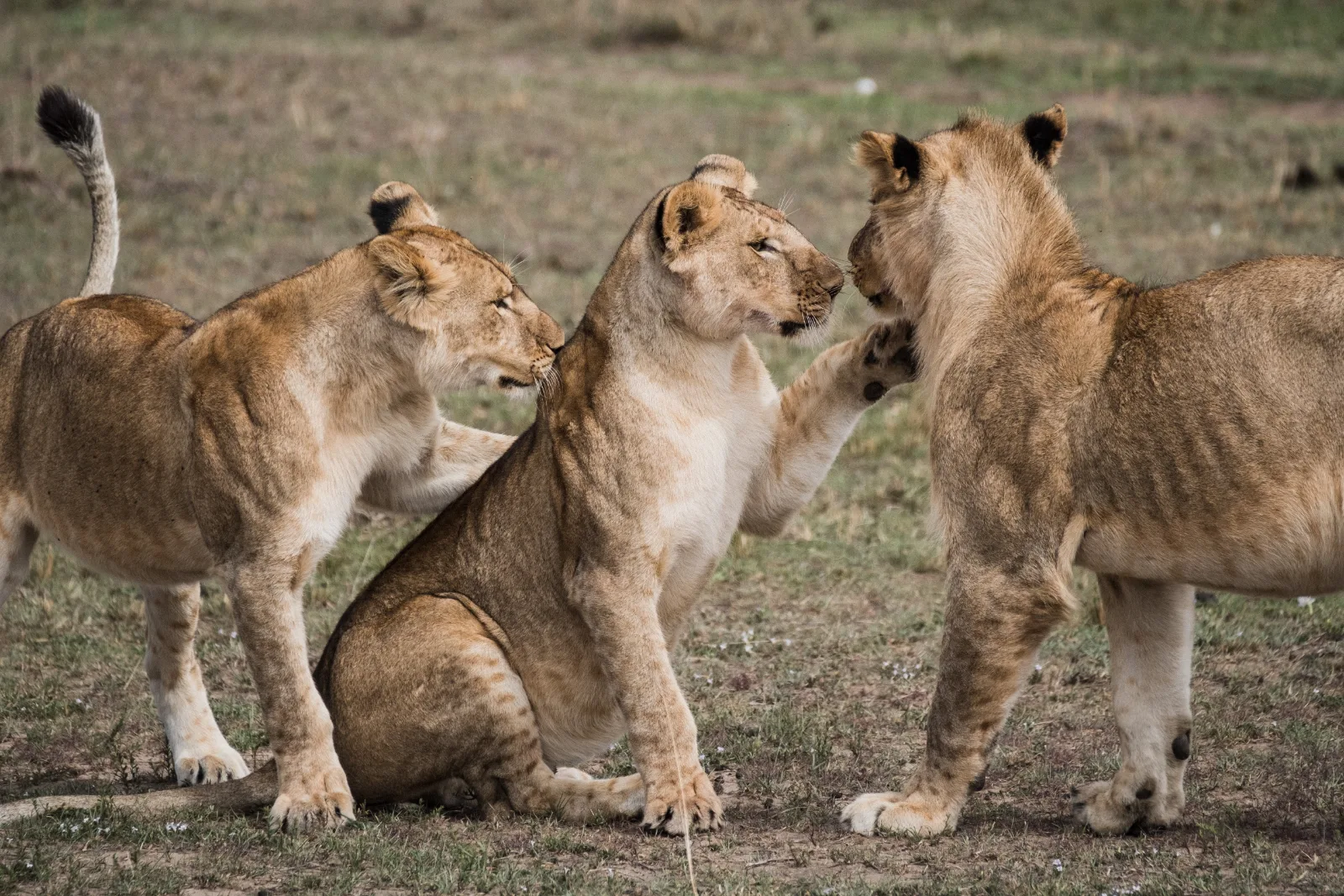 5-Day South of Ethiopia People Cultural Tour gallery image