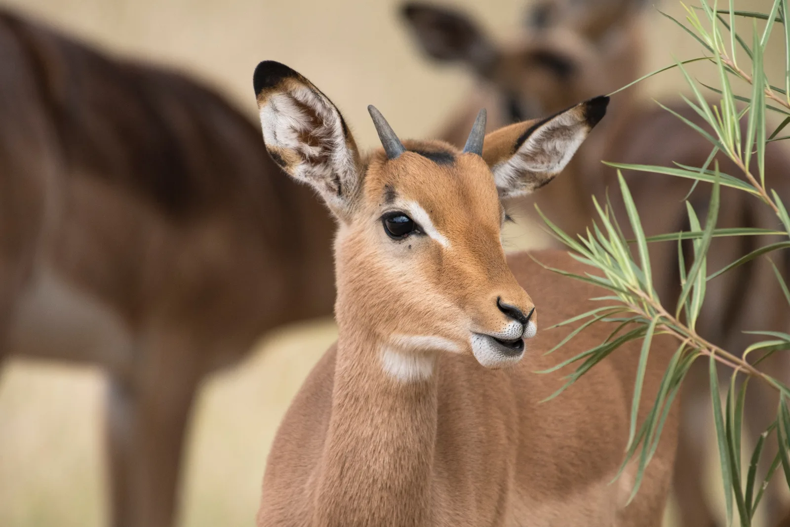 ½-Day Explore Nairobi National Park - Kenya safaris gallery image