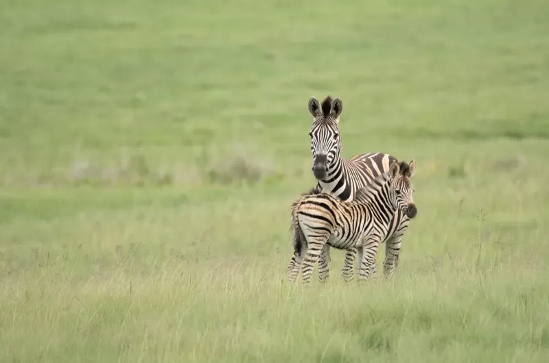 7-Day Touch of Okavango gallery image
