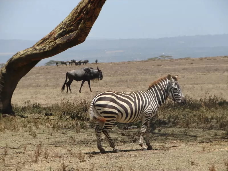 5-Day South of Ethiopia People Cultural Tour gallery image