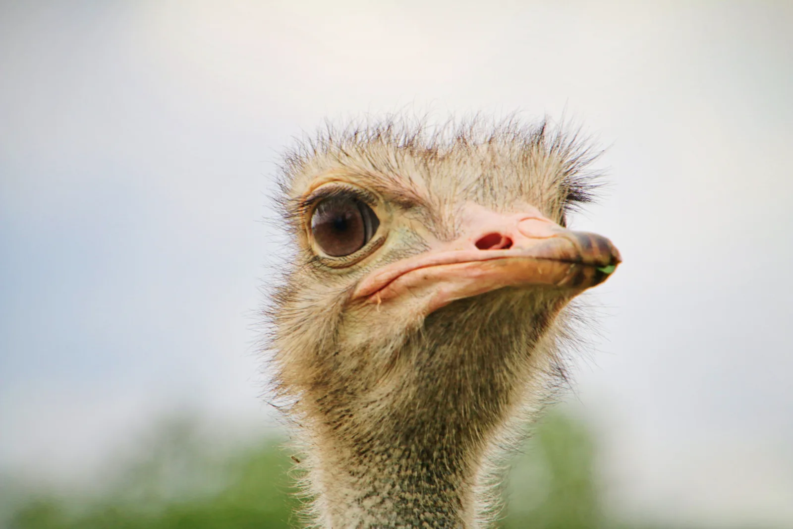 5-Day Gambella National Park Safari Tour gallery image