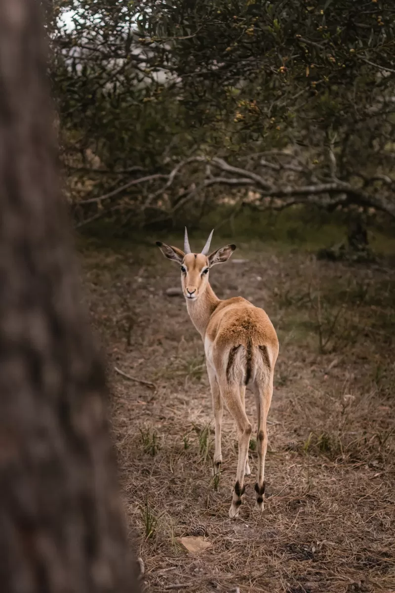 5-Day Gambella National Park Safari Tour gallery image