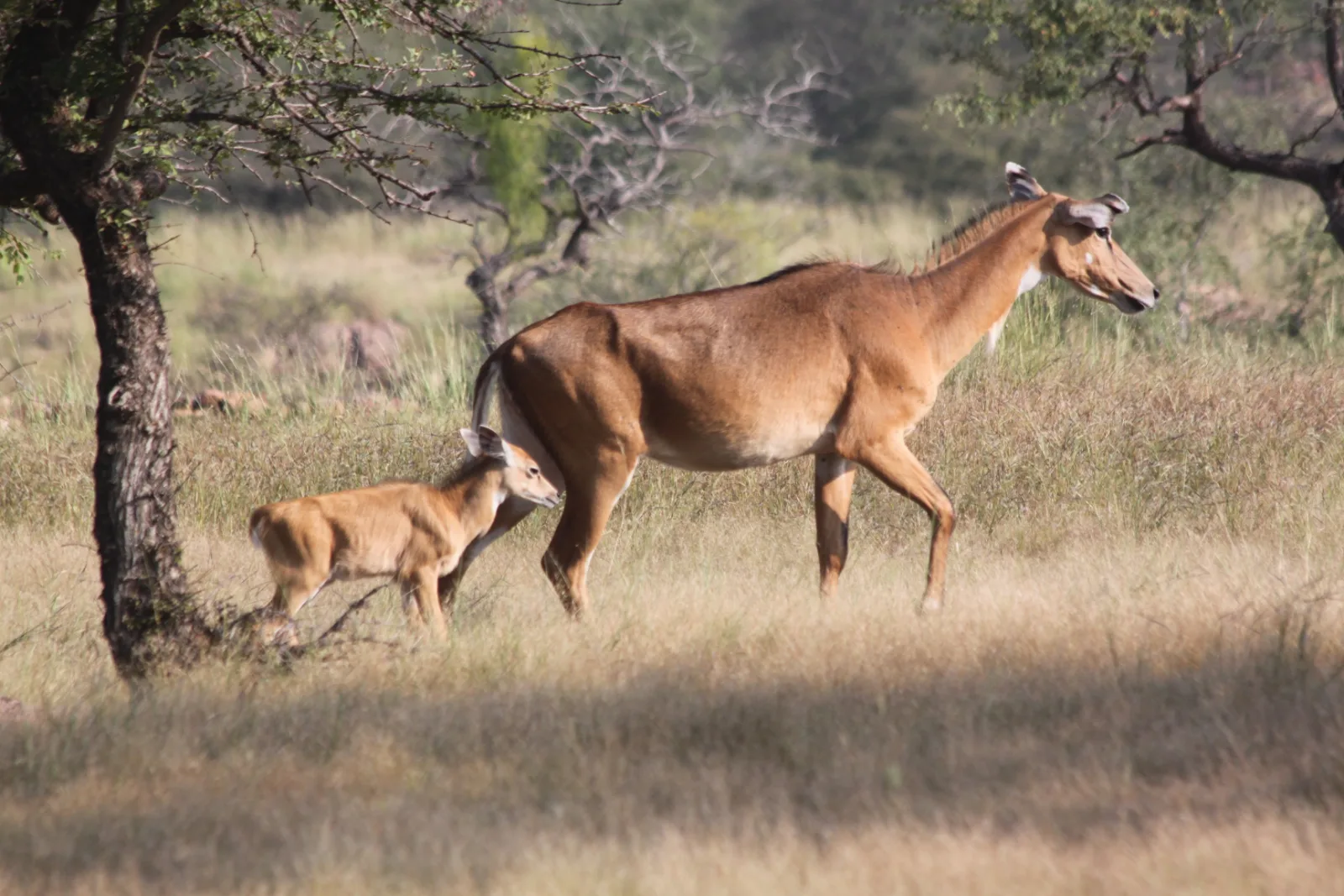 7-Day Ultimate Kruger Safari Tour gallery image