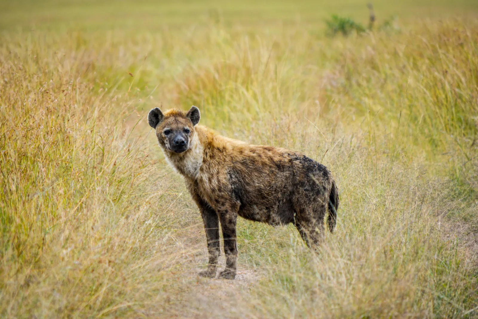 Joining group 3-Day Serengeti and Ngorongoro Fly-in Safari - Tanzania safari gallery image