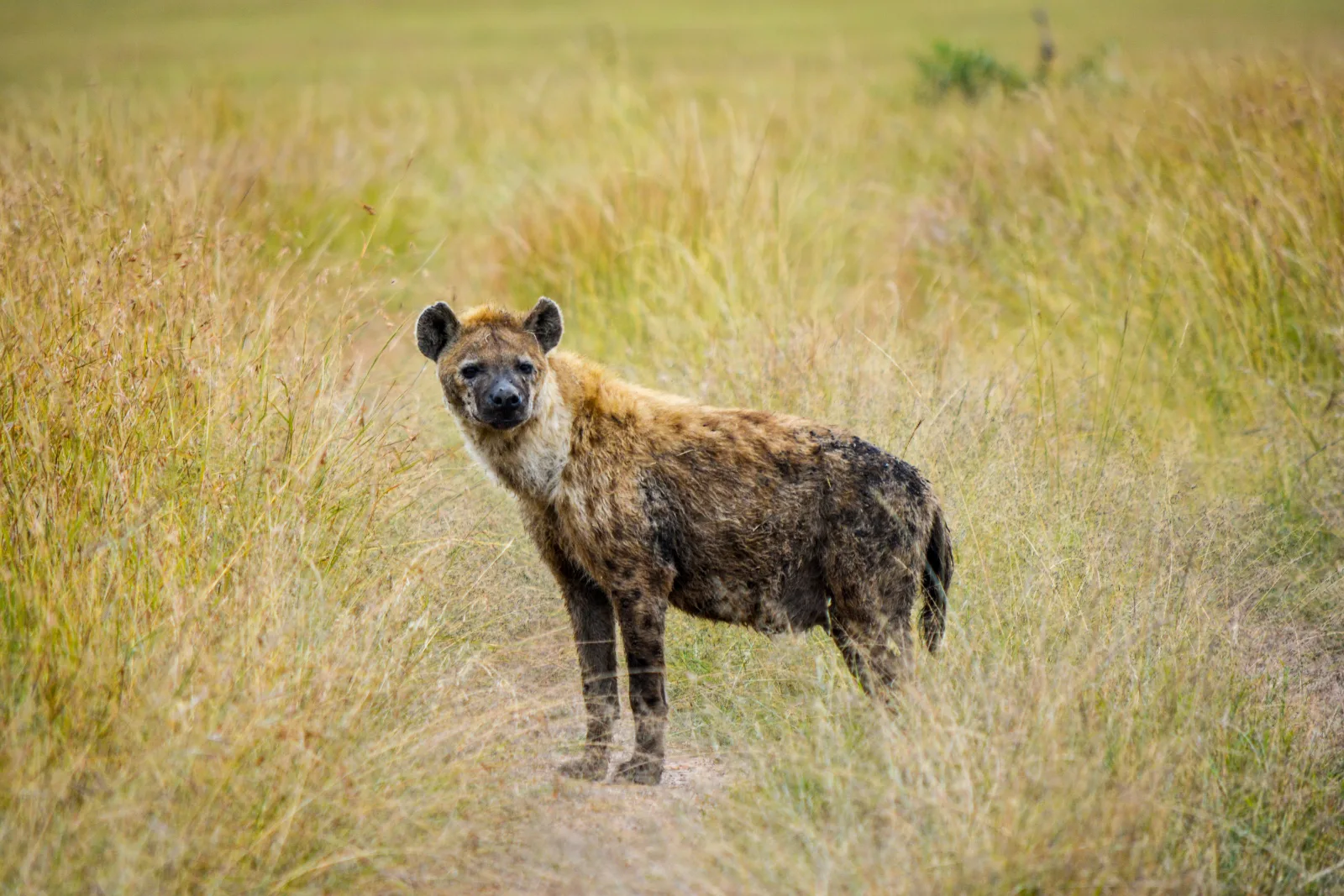 7-Day Ultimate Kruger Safari Tour gallery image