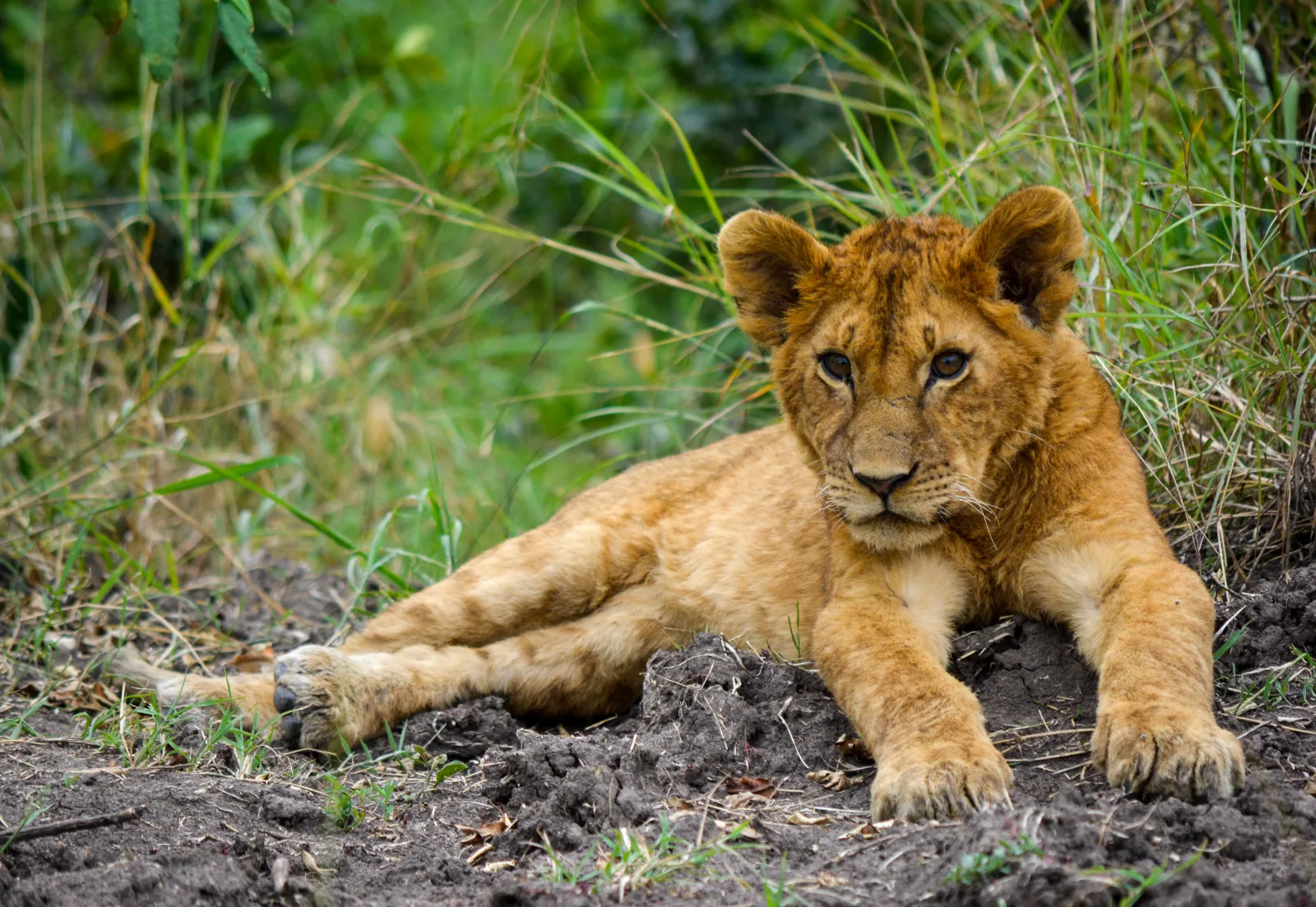7-Day Ultimate Kruger Safari Tour gallery image