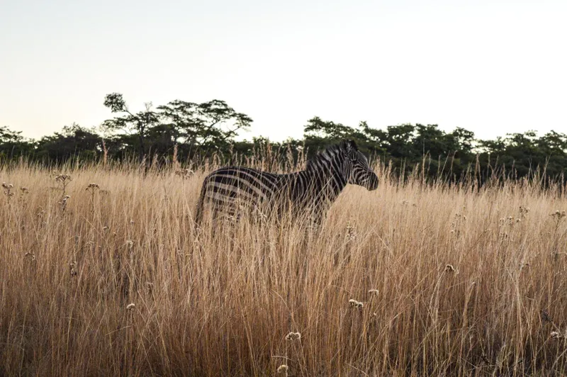 2-Day Masai Mara Game Reserve Mid-Range Air Package - Kenya tours gallery image