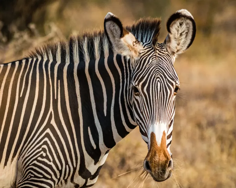 5-Day Amazing Chebera Churchura Wildlife Tour Adventure gallery image