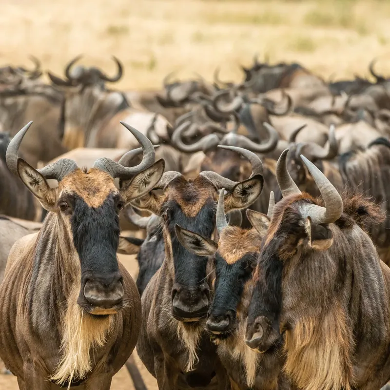 2-Day Epic Wild Maasai Mara -Private Safari Kenya tours gallery image